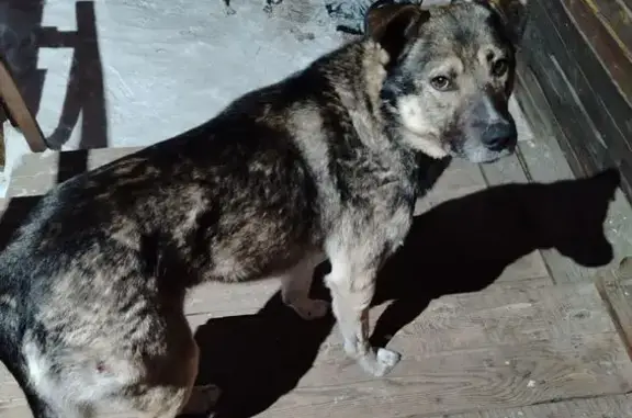 Найдена собака, Пивовариха, фото: Найдена собака на Сибирской улице, Пивовариха