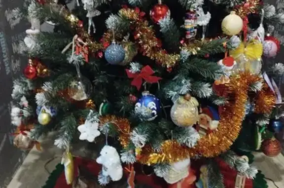 Кошки потеряшки, Ногинск, фото: Потеряшка кошка Фрея, 1-й Текстильный, Ногинск