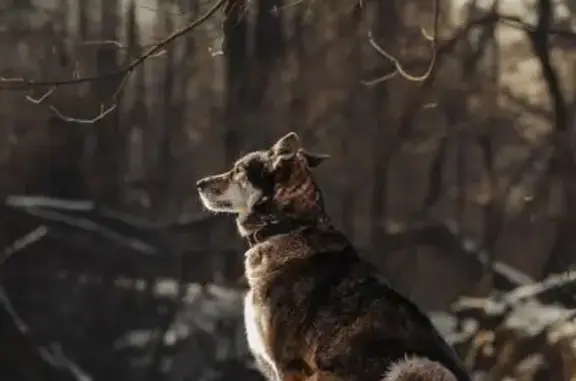 Пропала собака, ул. Вилиса Лациса, Москва - photo