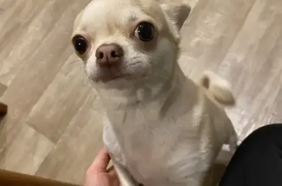 Пропала собака, ул. Калинина 122, Варваровка - photo