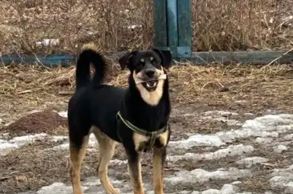 Пропала собака, Коммунальная 4Б с1, Братск - photo