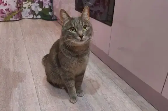 Пропала кошка, 11-я ул. пр. Победы, 4 - photo