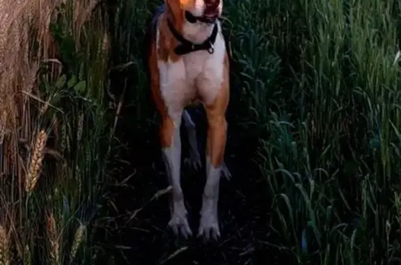 Пропал пёс в районе села Кетрось - photo