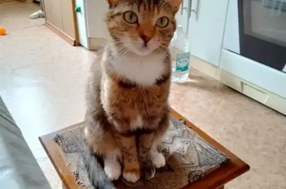 Пропала кошка, ул. Пушкина 7, Рязань - photo