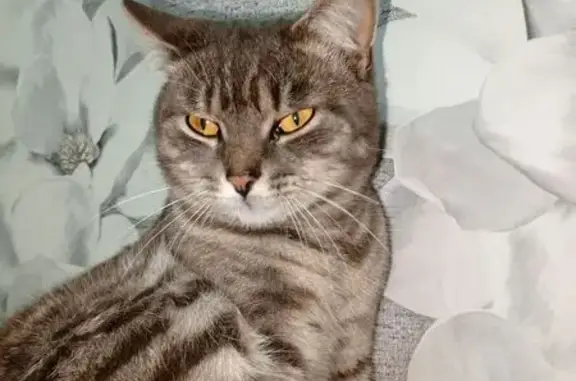 Пропала кошка, ул. Рудакова, 123, Канск - photo