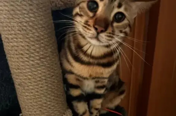 Пропала кошка, ул. Малахова 116, Барнаул - photo