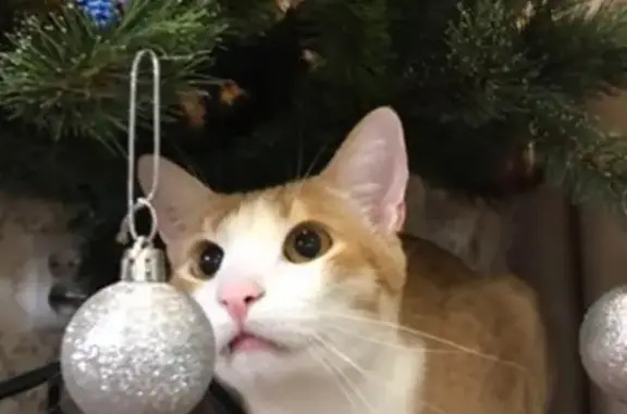 Пропал рыжий кот, ул. Душенова, 9, Полярный - photo