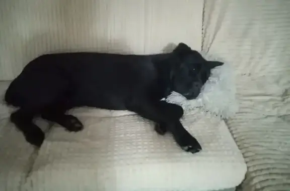 Собаки потеряшки, Ишим, фото: Потеряшка собака, ул. Осипенко, 30, Ишим