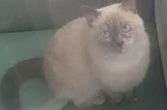 Пропала кошка, Одесская ул, 7, Пенза - photo