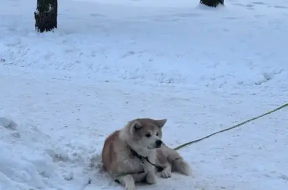 Найдена собака, Курск, фото: Собака найдена на Косухина, 29, Курск