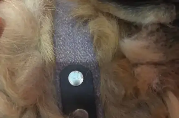 Найдена собака, Пенза, фото: Найдена собака, Тенистая ул., Пенза