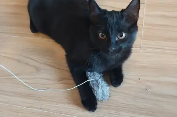 Пропал чёрный котёнок, ул. Ленинского Комсомола, 69 - photo