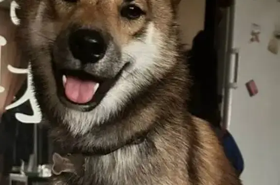 Пропала рыжая Сиба-Ину, Рябикова 20, Ульяновск - photo