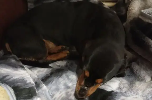 Найдена собака, Тула, фото: Собака найдена в Туле, Тульская область