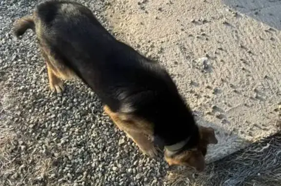 Собаки потеряшки, Абакан, фото: Потеряшка собака, Абакан