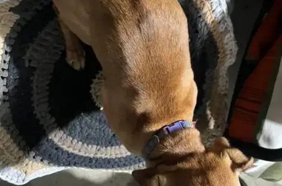 Найдена собака, Новороссийск, фото: Собака найдена: Фабричная ул., 6, Новороссийск