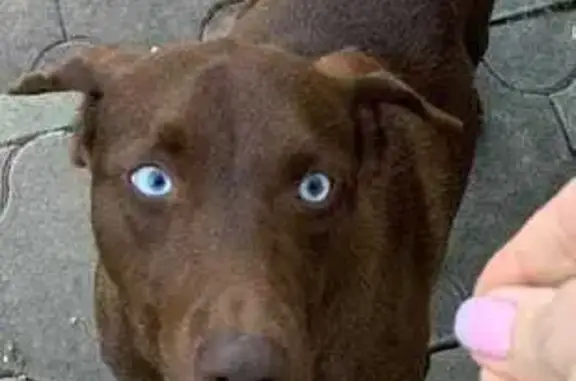 Пропала собака, Верхний Юрт, Лесное 58 - photo