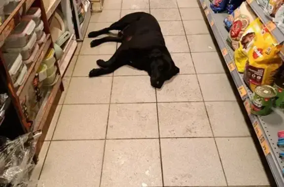 Найдена собака, Смоленск, фото: Лабрадор найден: пр. Строителей, 24А