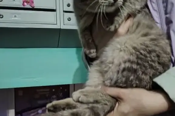Найдена кошка, Кемерово, фото: Найдена кошка, ул. Мичурина 114, Кемерово