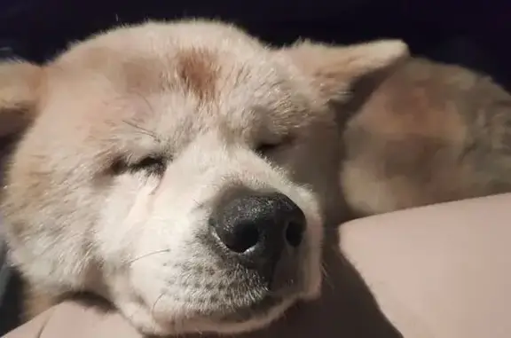 Найдена собака, Светлогорск, фото: Собака найдена: Калининградское шоссе, 9