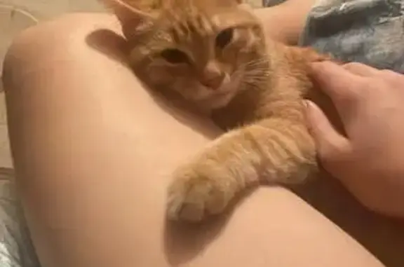 Пропала кошка, Екатеринбург, Свердловская обл. - photo