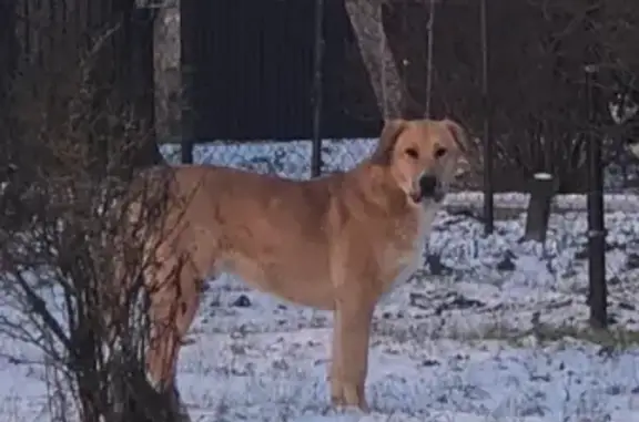 Найдена собака, Рыжково, фото: Собака найдена: Рыжково, 4