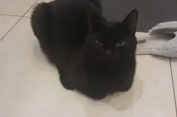 Пропала черная кошка, Габишева 7, Казань - photo