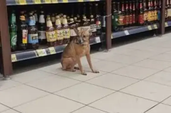 Найдена собака, Москва, фото: Той терьер найден: ул. Молостовых, 14 к1