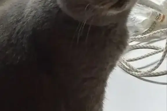 Пропала кошка, Советская ул., Родинский - photo