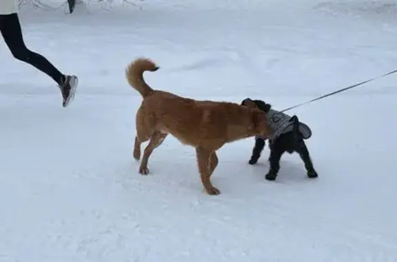 Найдена собака, Москва, фото: Рыжий пёс найден в парке, ул. Барышиха