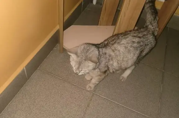 Найдена кошка, Кемерово, фото: Кошка найдена, Весенний пр., 4, Кемерово