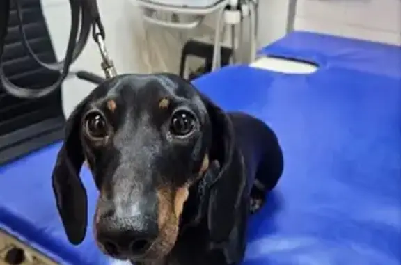 Найдена собака, Москва, фото: Найдена такса, Ярославское шоссе 109к2