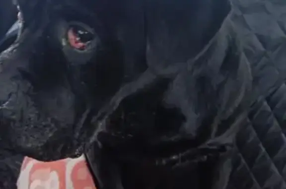 Найдена собака, Михайловка, фото: Найден кабель Кане-корсо, Михайловка