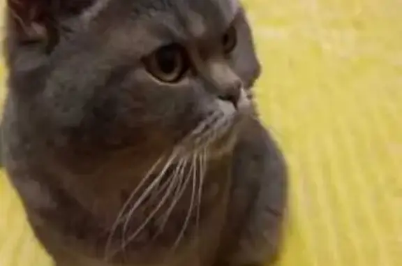 Найдена кошка, Нахабино, фото: Найдена кошка на Советской, 99, Нахабино