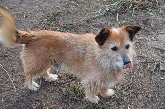 Пропала рыжая собака, Осиново, Татарстан - photo