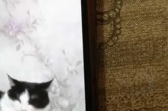 Пропала кошка в Камышлы, Башкортостан - photo