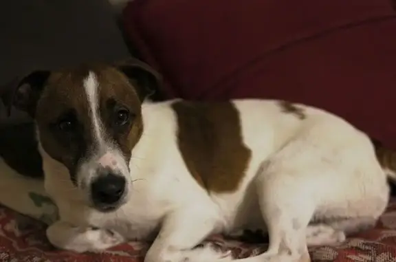 Найдена собака, Тамбов, фото: Собака найдена: Самарская ул., Тамбов