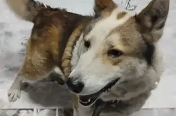 Пропала собака, ул. Прокудина 38, Старый Оскол - photo