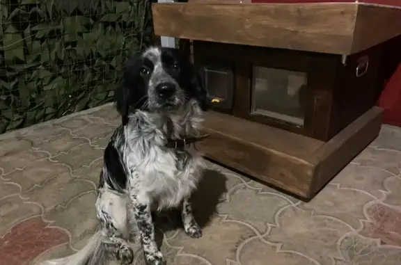 Пропала собака, ул. Победы 322, Славянск - photo