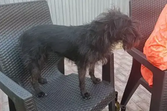 Пропала собака в Каменки-Дранишниково - photo