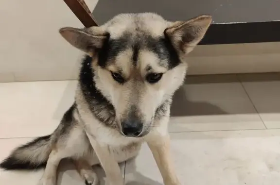 Найдена собака, Казань, фото: Собака найдена: Ахметзянова, 3А, Казань