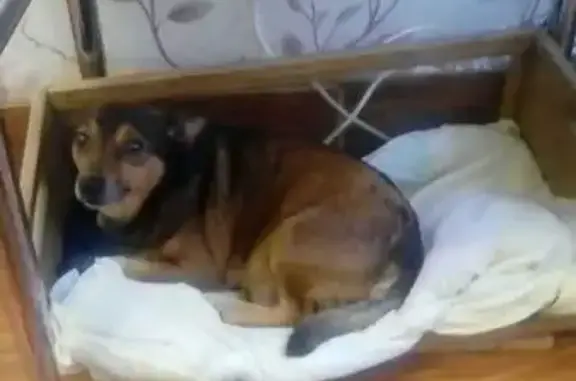 Пропала собака, Боровой проезд 3, Псков - photo