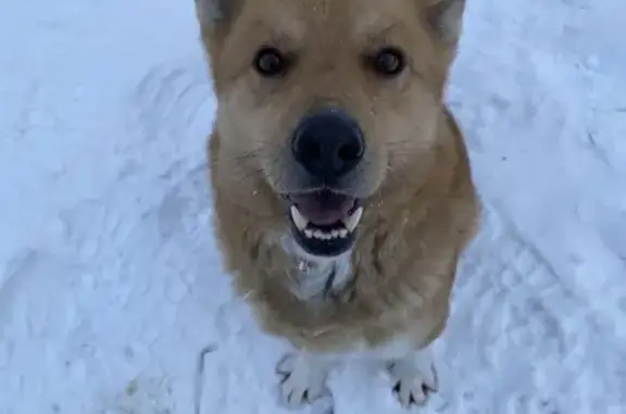 Найдена собака, Клишино, фото: Собака найдена в Клишино, МО