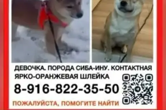 Пропала сиба-ину Тася, Боровское шоссе - photo