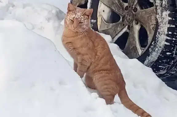 Найдена кошка, Москва, фото: Рыжая кошка найдена на Сходненской, 37