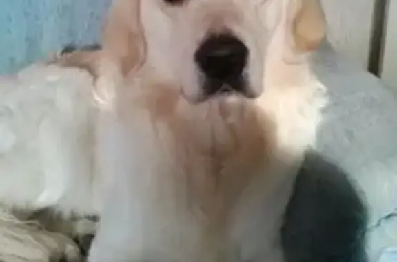 Пропала собака Лаки, Абакан, Некрасова/Kрылова - photo