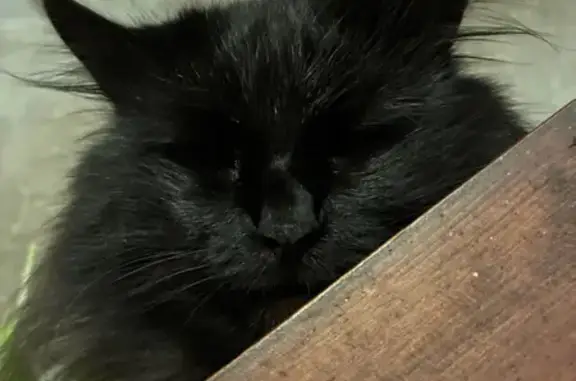 Пропала кошка Лорд, Нефтяной пер., 2В - photo