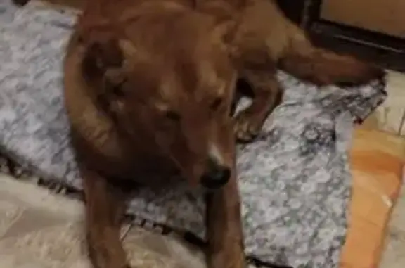 Найдена собака, Москва, фото: Собака найдена в парке Митино, ул. Барышиха