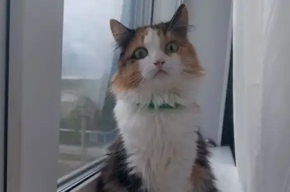 Пропала кошка, ул. Мехоношина, Александровск - photo