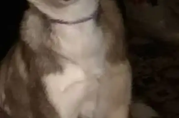 Пропала собака, Нагорная ул., Паньково - photo